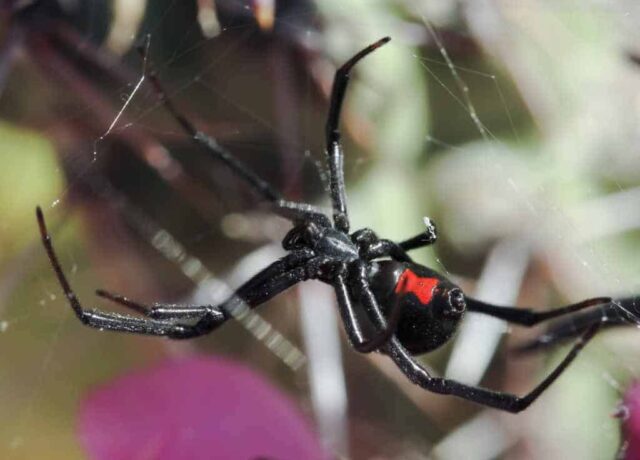 Pest Control Frisco TX