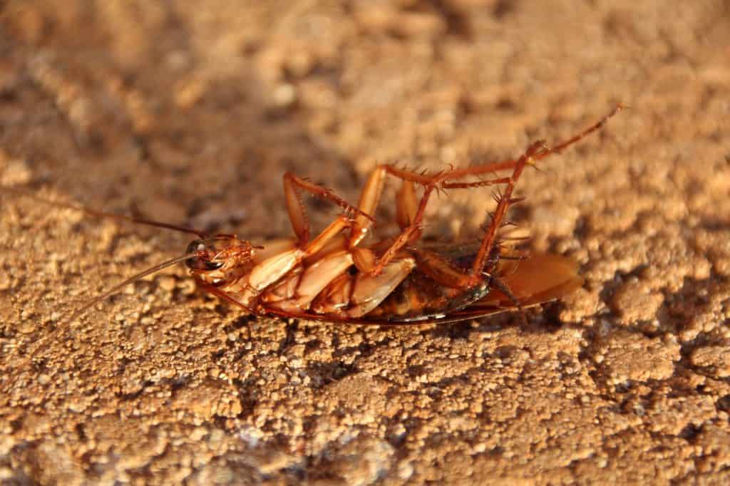 cockroach on land