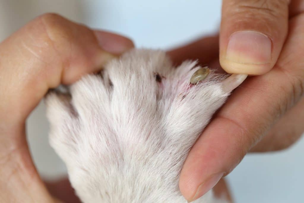 fleas in dog