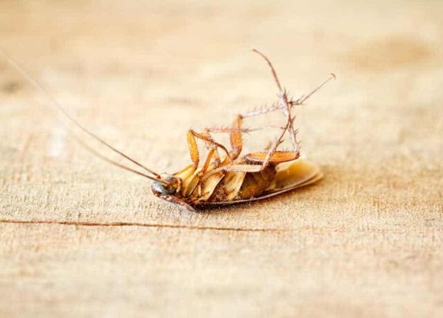 Pest Control Frisco TX