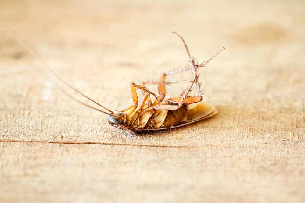 Pest Control Frisco TX