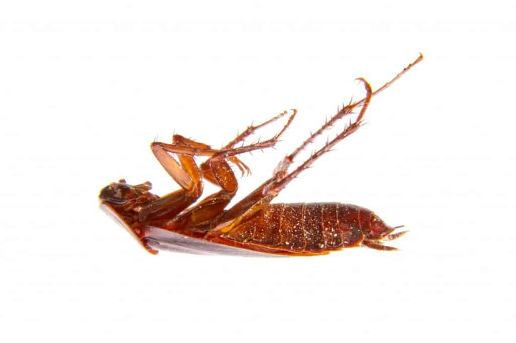 Pest Control Frisco TX