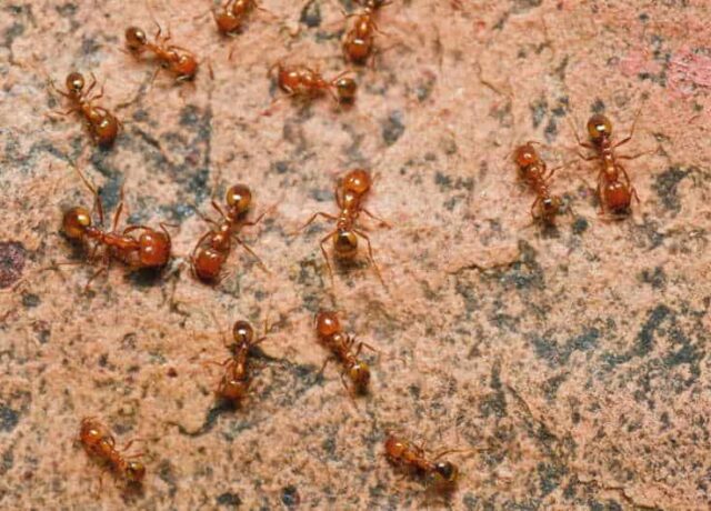 Home Pest Control Frisco TX