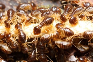 Termite Pest Control Frisco TX