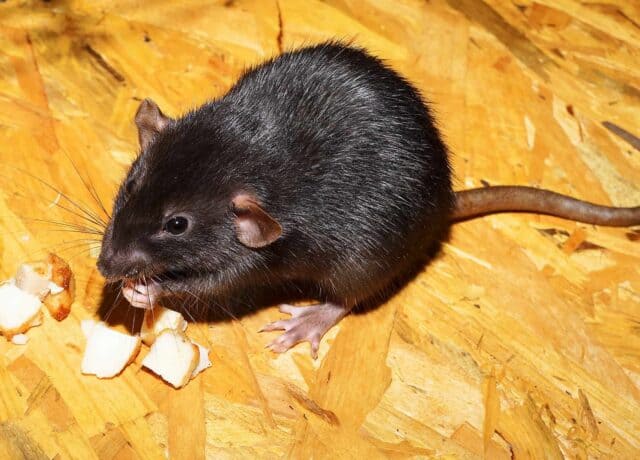 rats