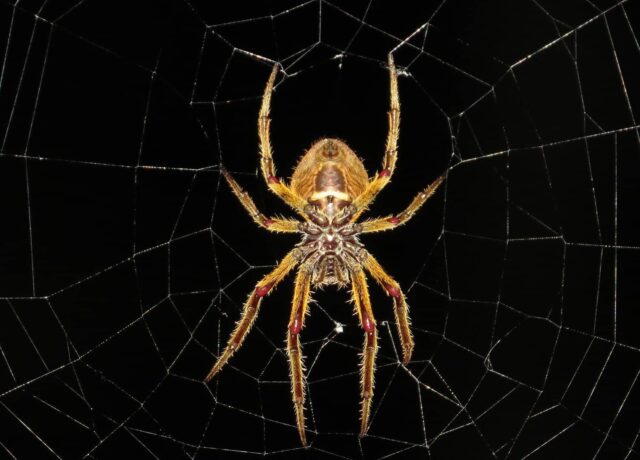 spider