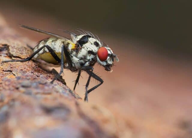 FLY