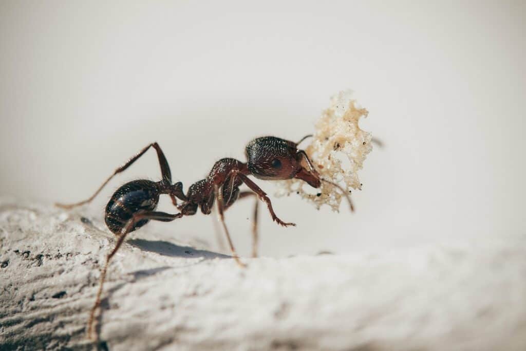 Ant Exterminator