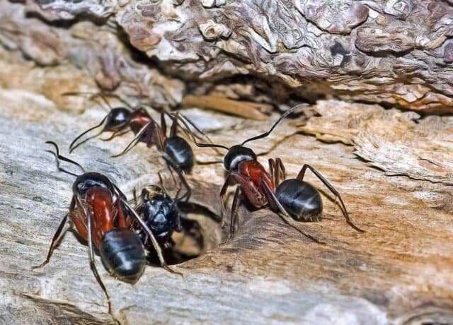 Ants Removal