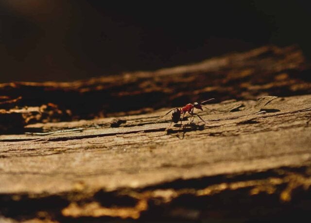 Ant
