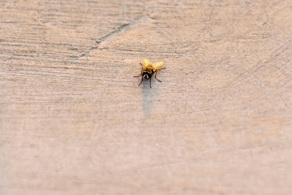 Flea