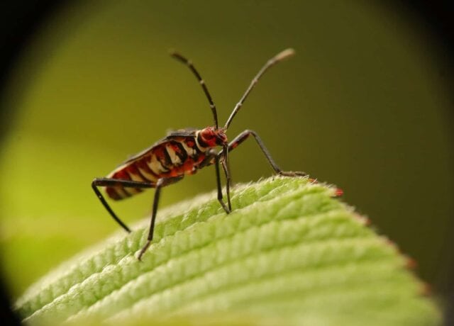 Bed Bugs