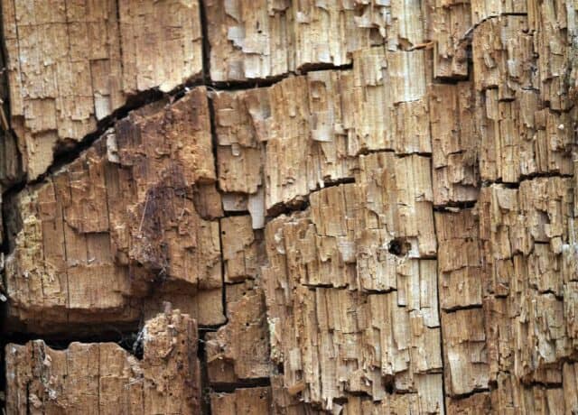 termite