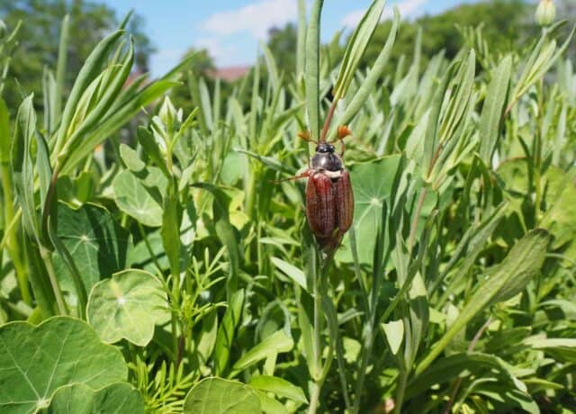 spring pest