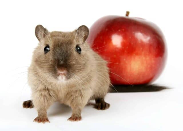 rodent control