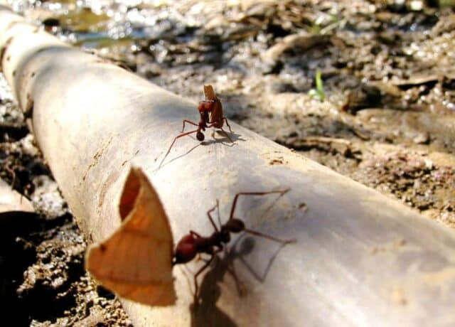ants working