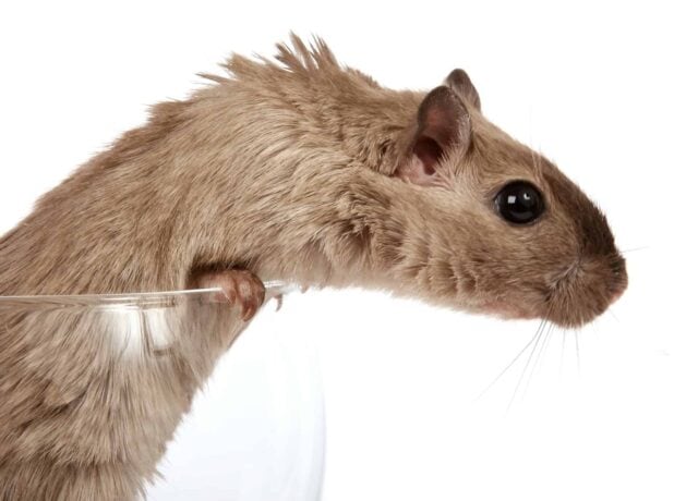 rodents removal