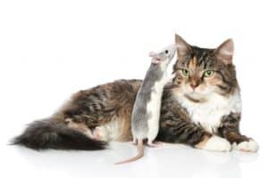 Rodent Removal Service Frisco TX