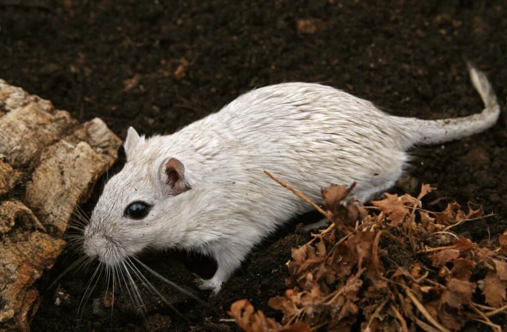 difference between mice and rats
