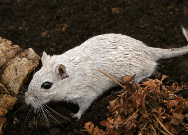 difference between mice and rats