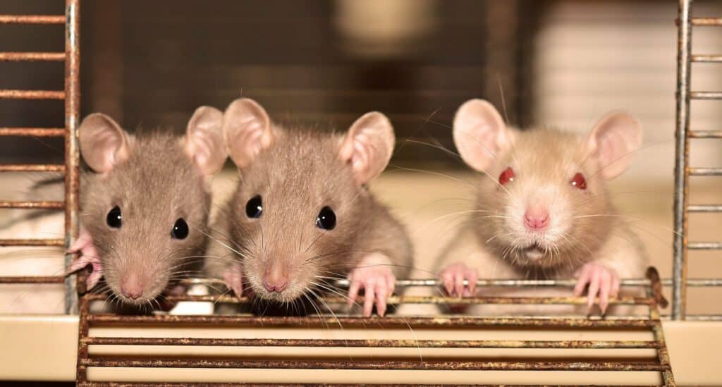 rodent