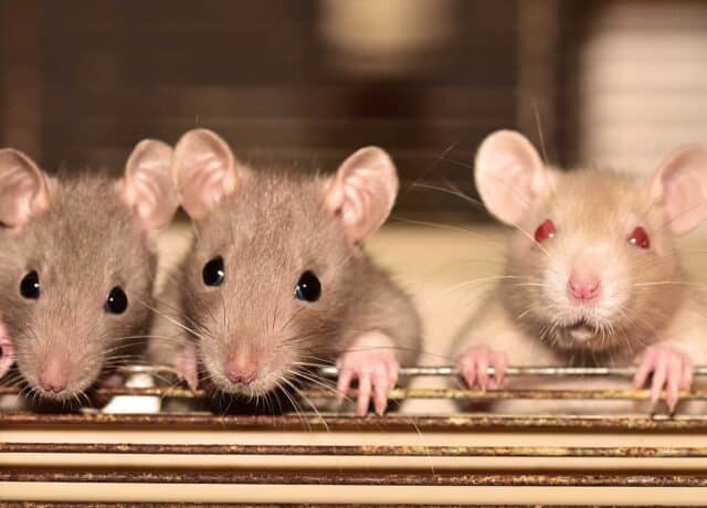 rodent