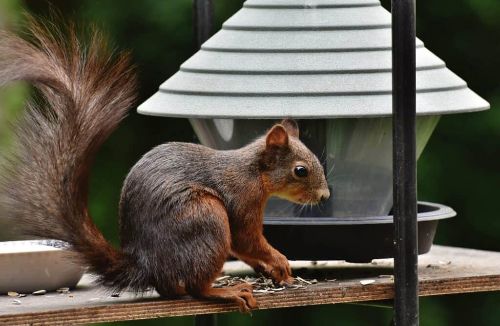 Squirel