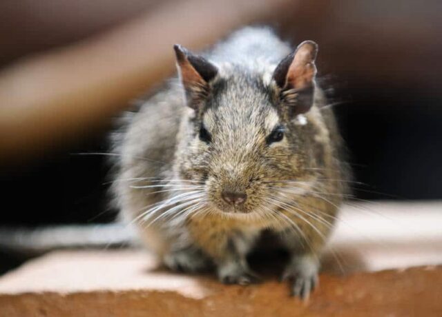 Pest Management Frisco TX