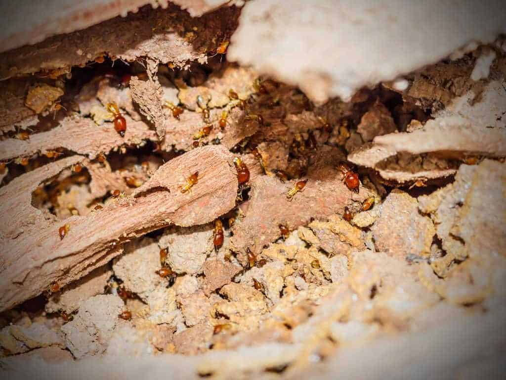 Termite Pest Control Frisco TX