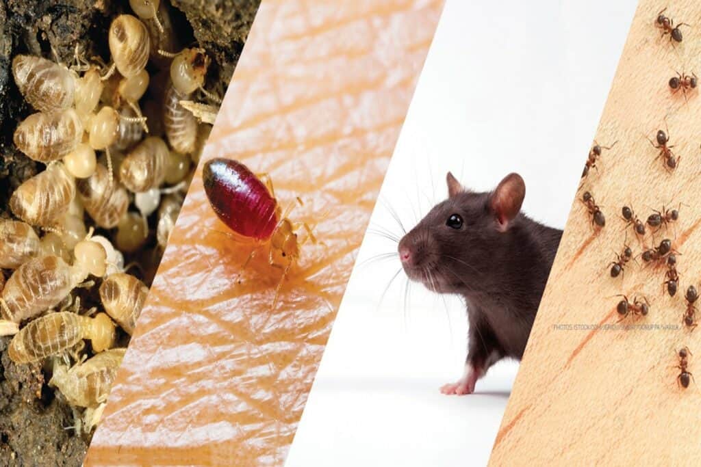 Pest control