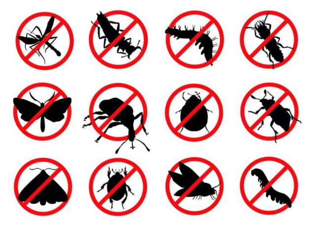 Pest Control Company Frisco TX
