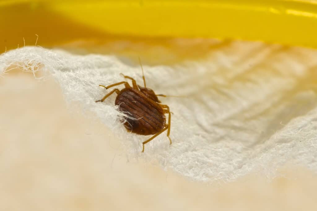 Home Pest Control Frisco TX
