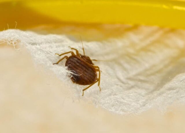 Home Pest Control Frisco TX