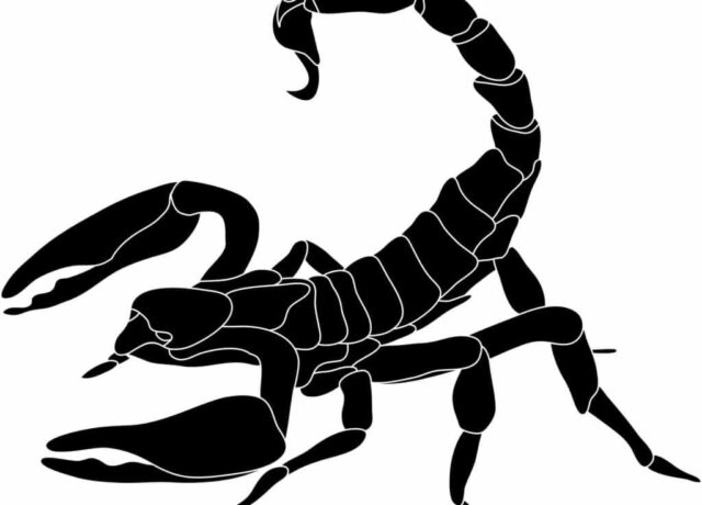 Professional Pest Control Frisco TX