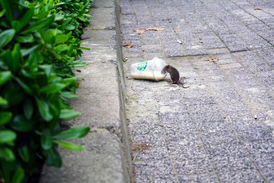 Rat drinking a latte