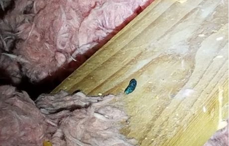 Rat droppings in the attic