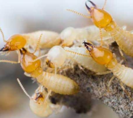 Pests Termites
