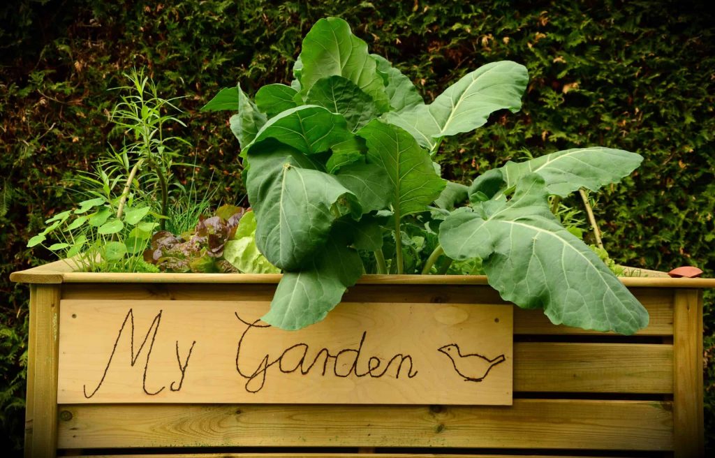 garden
