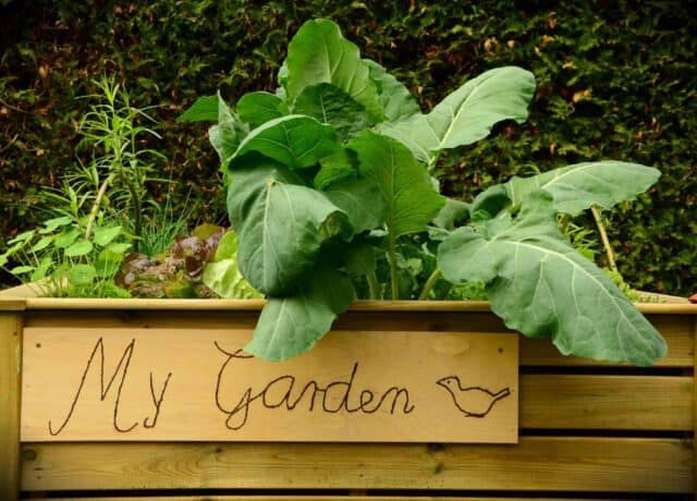 garden