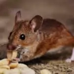 rodent eating nuts