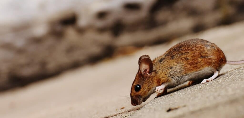 rodent control in Plano