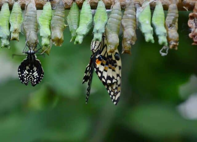 photo of a cocoon with butterfly