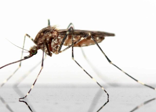 mosquito
