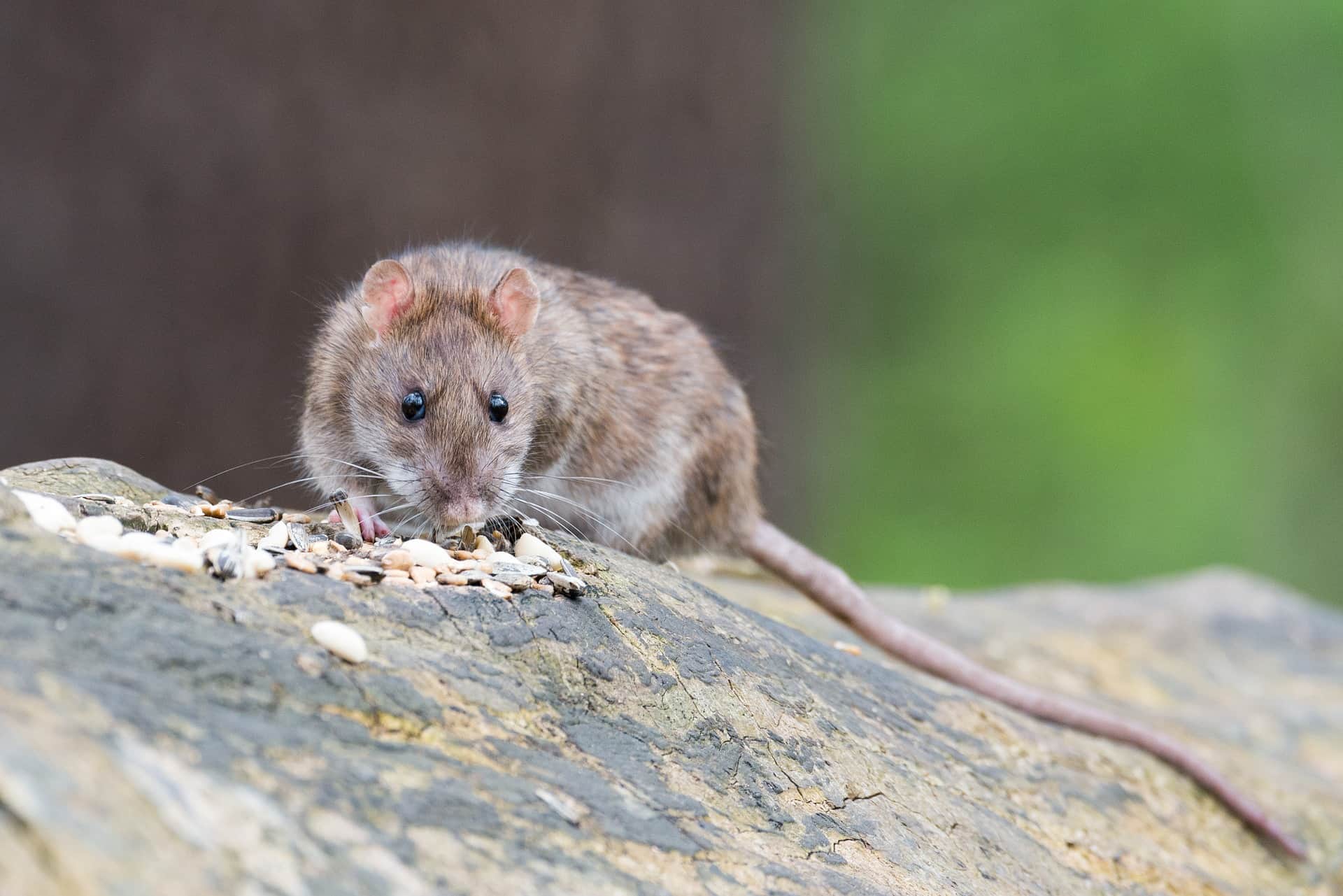 brown rat in wood