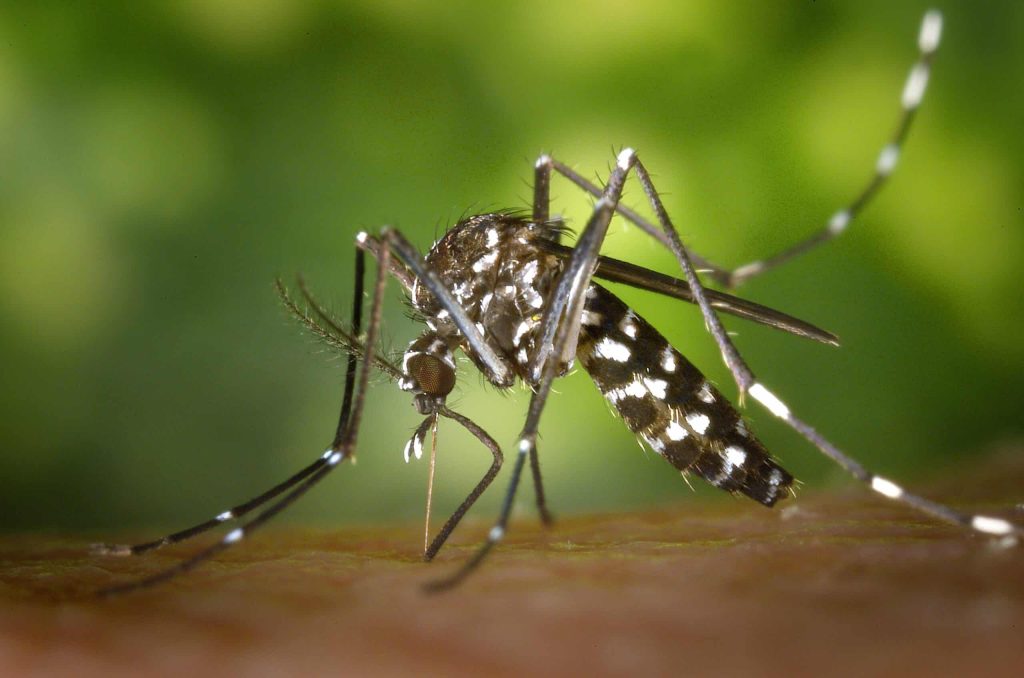 Mosquitoe