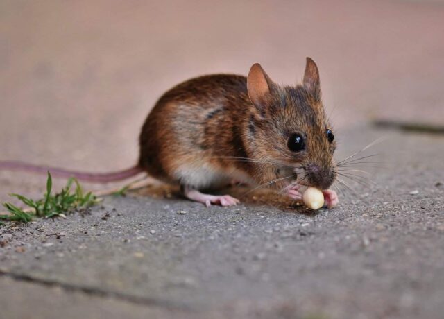 rodent in the house pathway