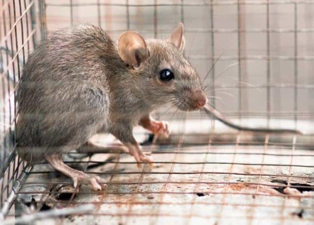an image of a rat in a cage