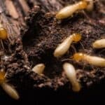 Termite solution
