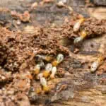group of termites in the wood