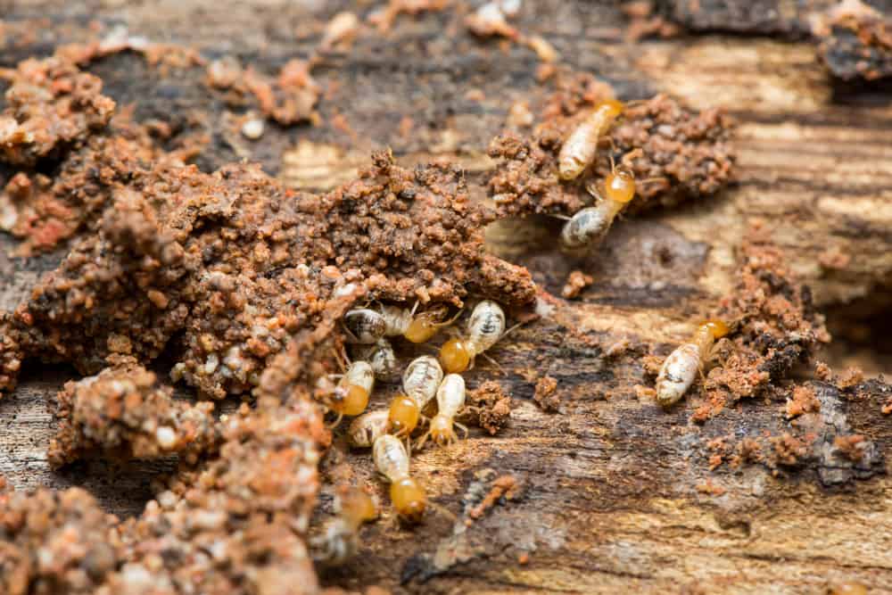 group of termites in the wood
